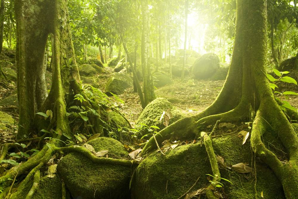Picture Backgrounds - Horizontal - Image 16