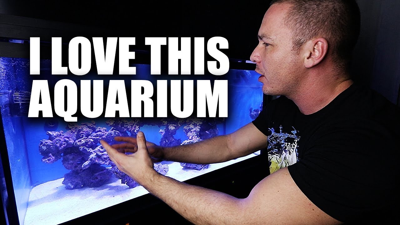 Easy Saltwater Aquarium Setup Custom Aquariums