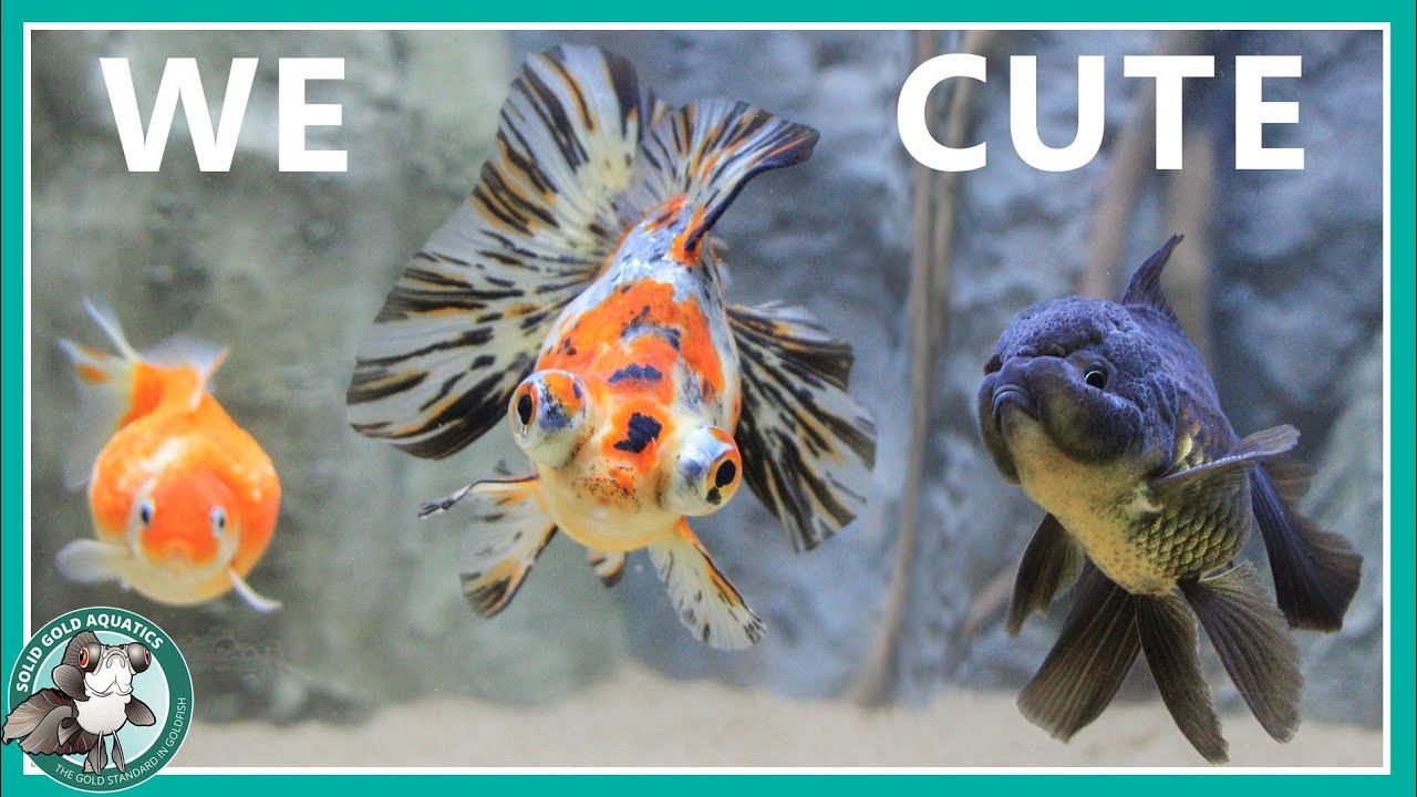 Image showcasing Goldfish Aquarium Upgrade - Custom Aquariums