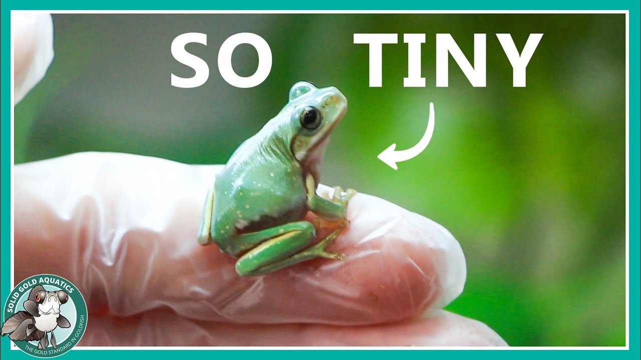 New Baby Tree Frog - Custom Aquariums, image size:1280x720