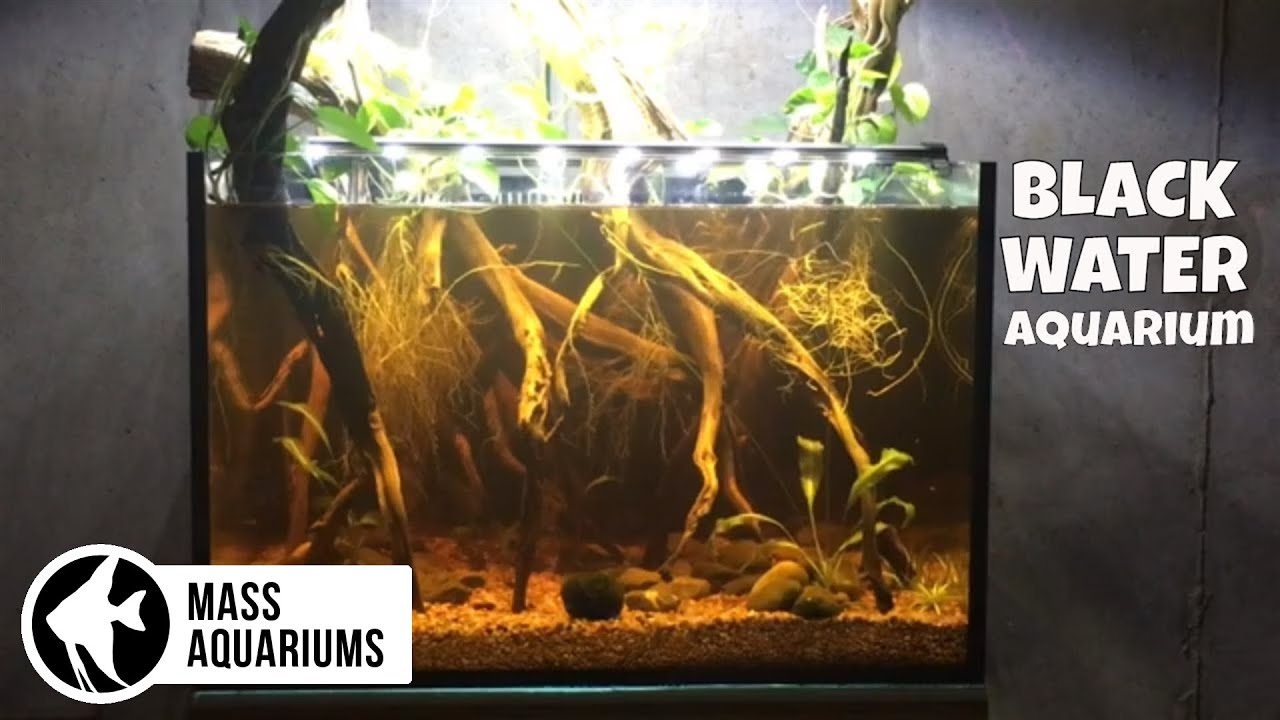 Blackwater Aquarium 165 Gallons Custom Aquariums