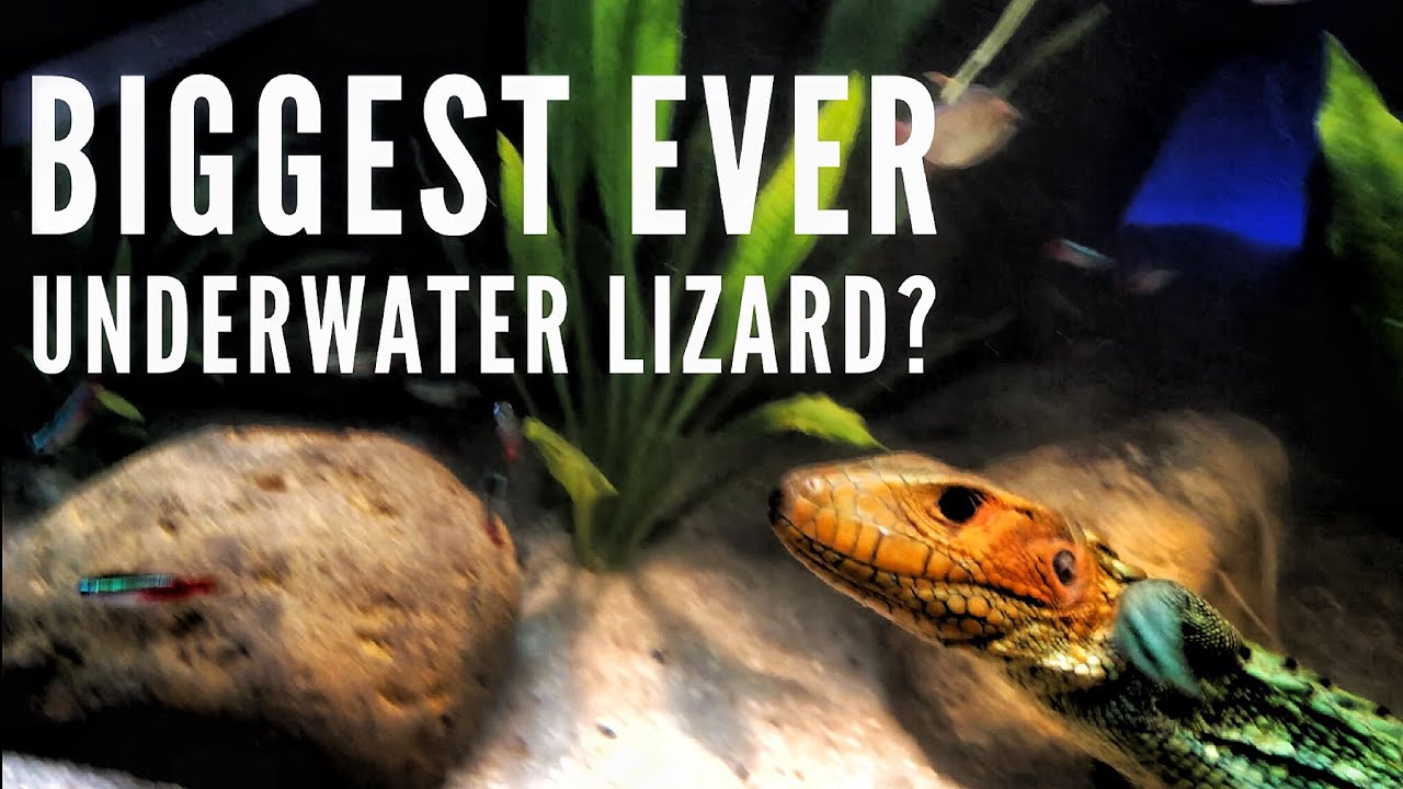 A lizard with fish in an Aquarium? Aquashella Dallas Custom Aquariums