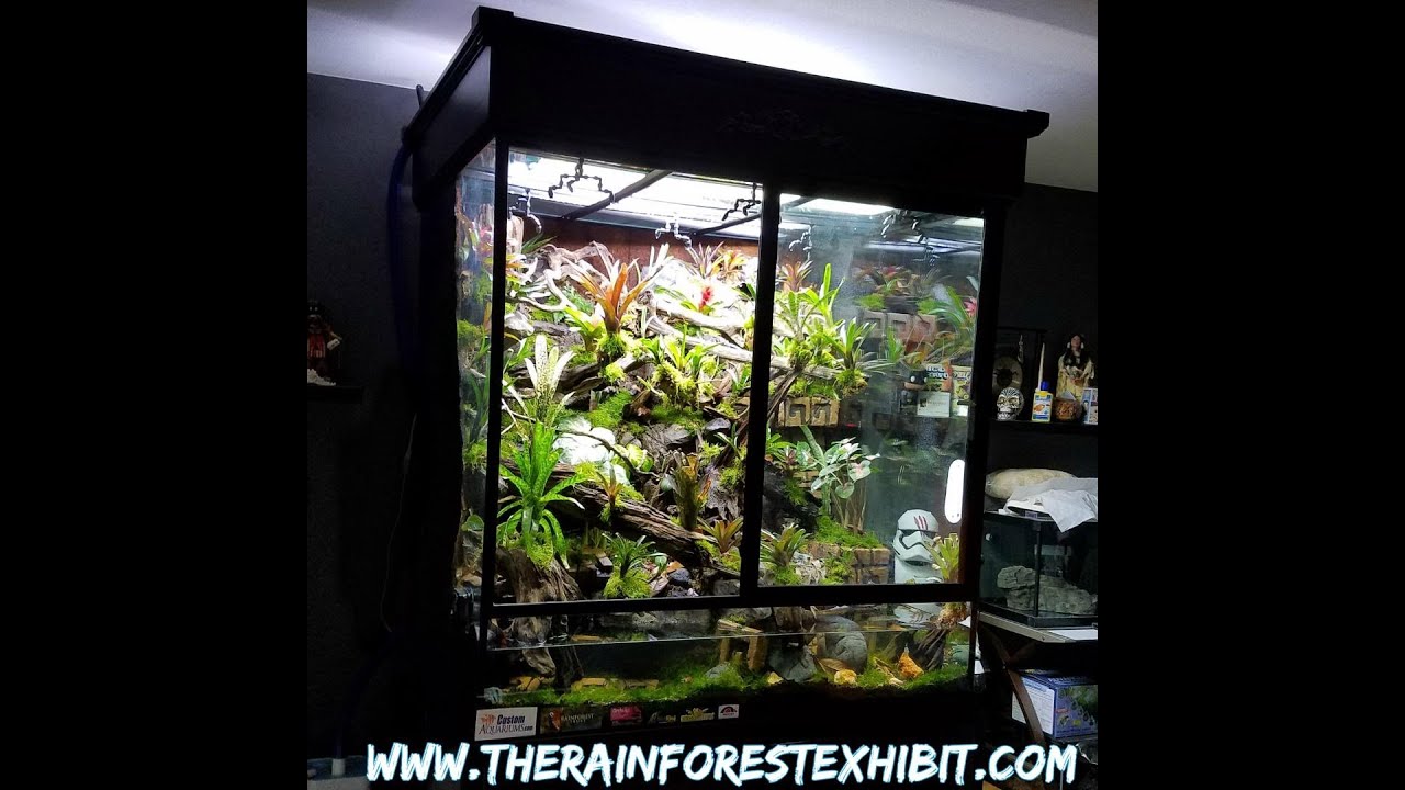 Picture of Golden Poison Dart Frogs from FrogDaddy for our Massive Vivarium ...