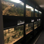 Saltwater Aquariums - Custom Aquariums