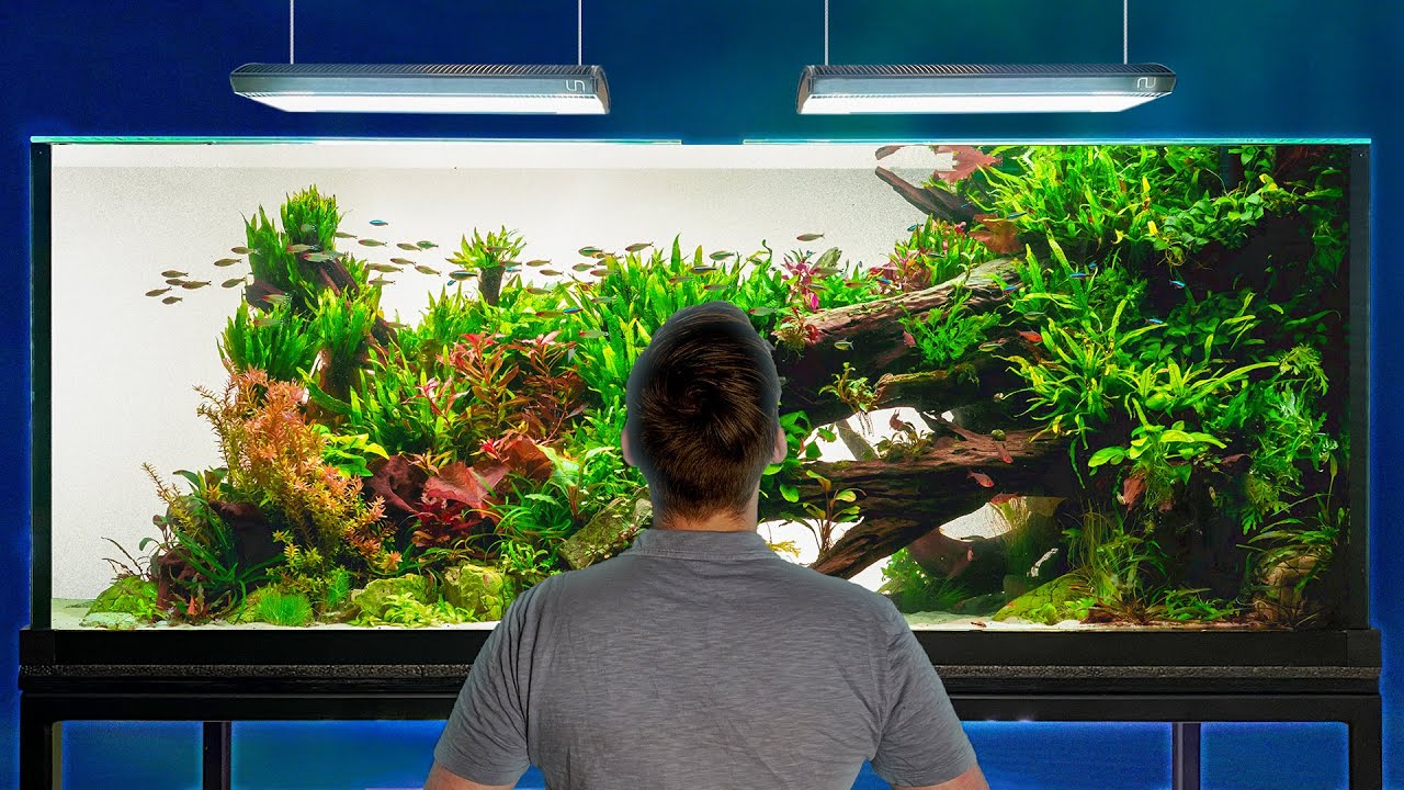 100 Day Update The Sunken Grove Giant Aquascape Custom Aquariums