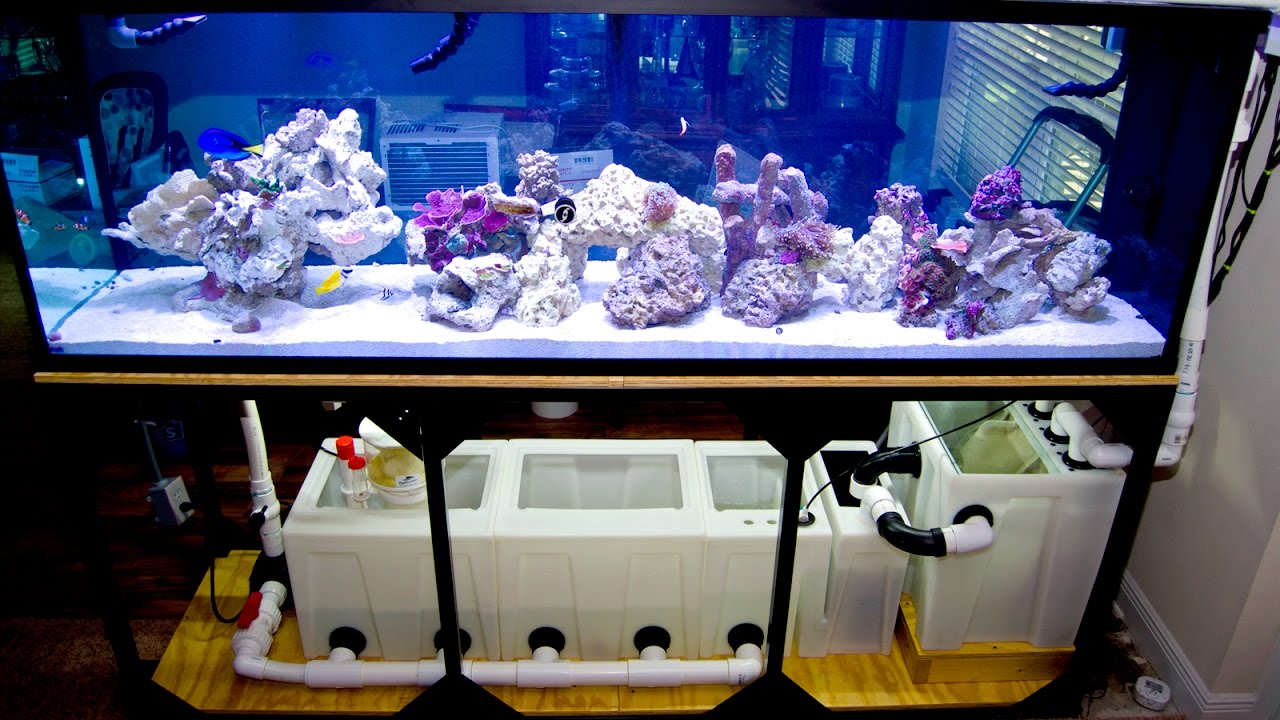 Ryan's 300 Gallon Custom Glass Aquarium Custom Aquariums