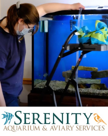 Serenity Aquarium Services for Nursing Homes, Offices, or Business